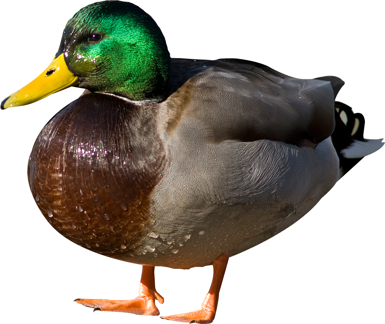 Duck Png (1458x1215)