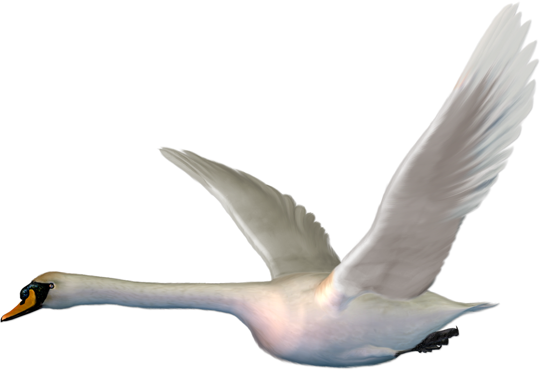 Cygnini Bird Goose Duck The Magic Swan Geese - Flying Swan Png (1200x922)