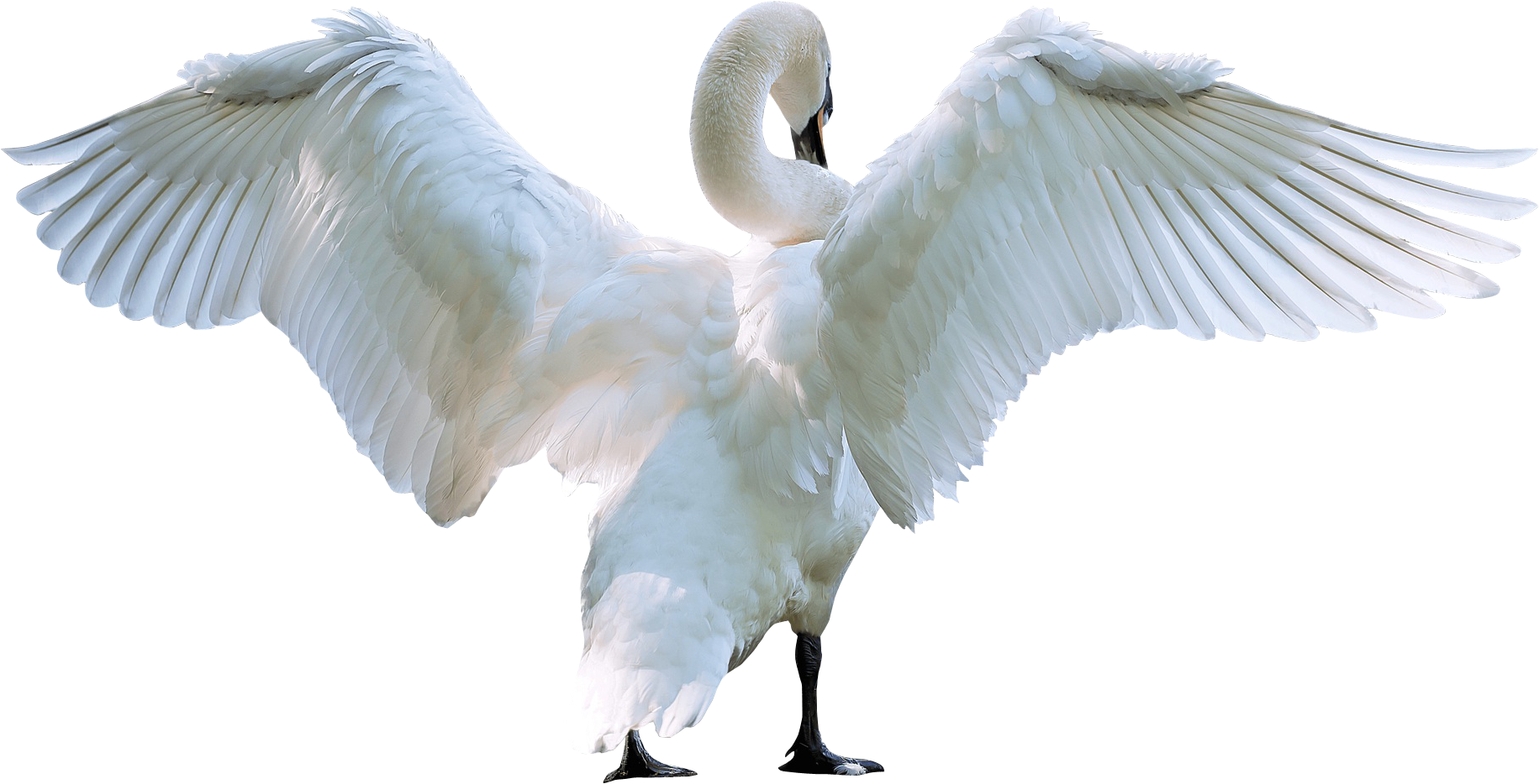 Swan Starting Fly Png Image - Swan Png (1920x1068)