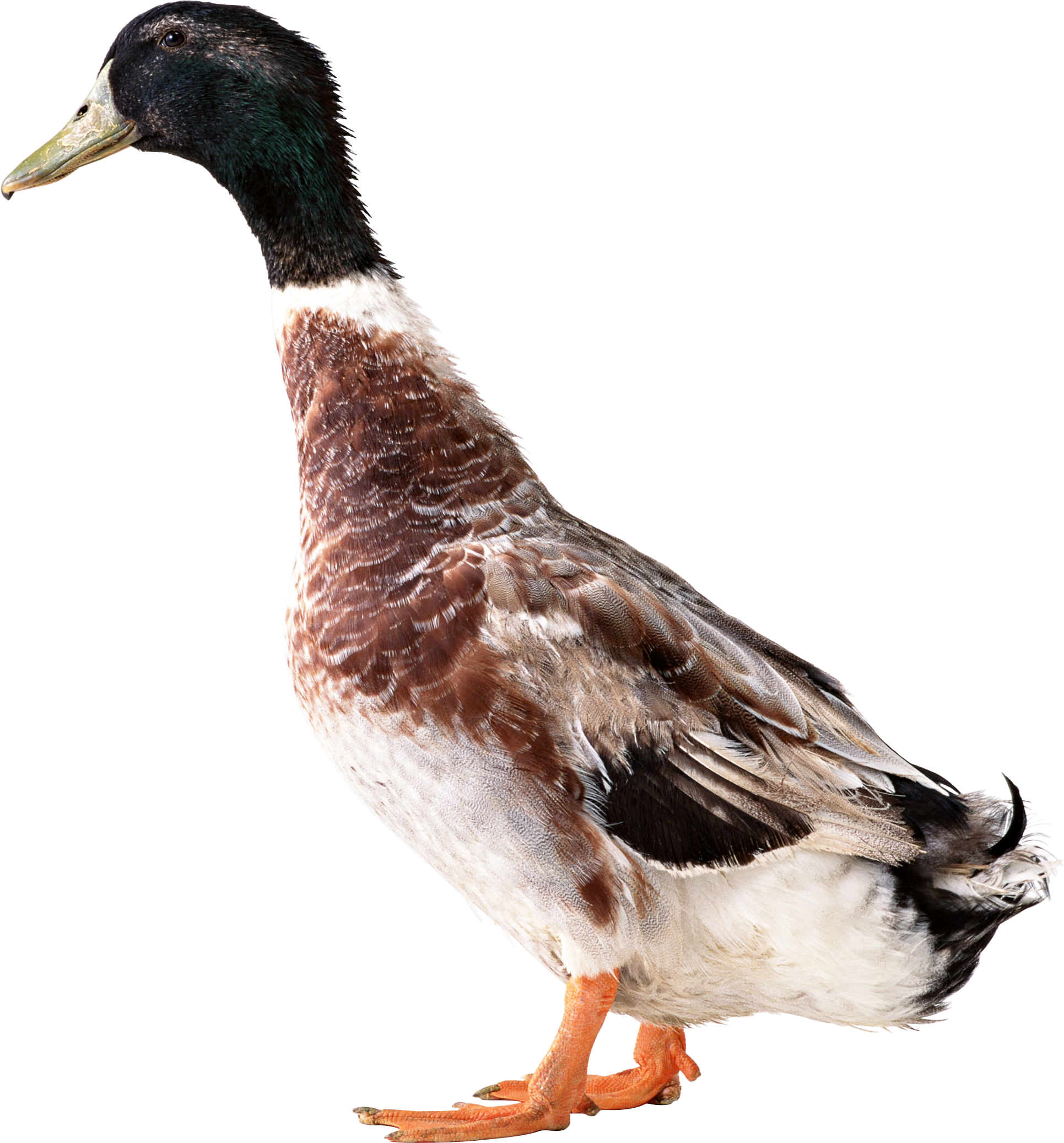 Download Png Image Report - Duck Pngs (1931x2074)