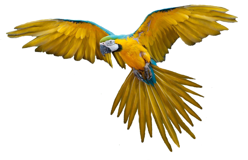 Parrot Flying (1024x819)
