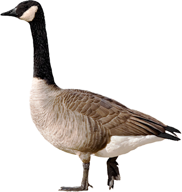 Geese Transparent (362x381)