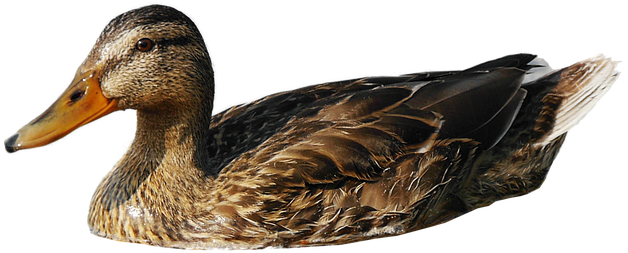 Download Png Image Report - Mallard (960x641)