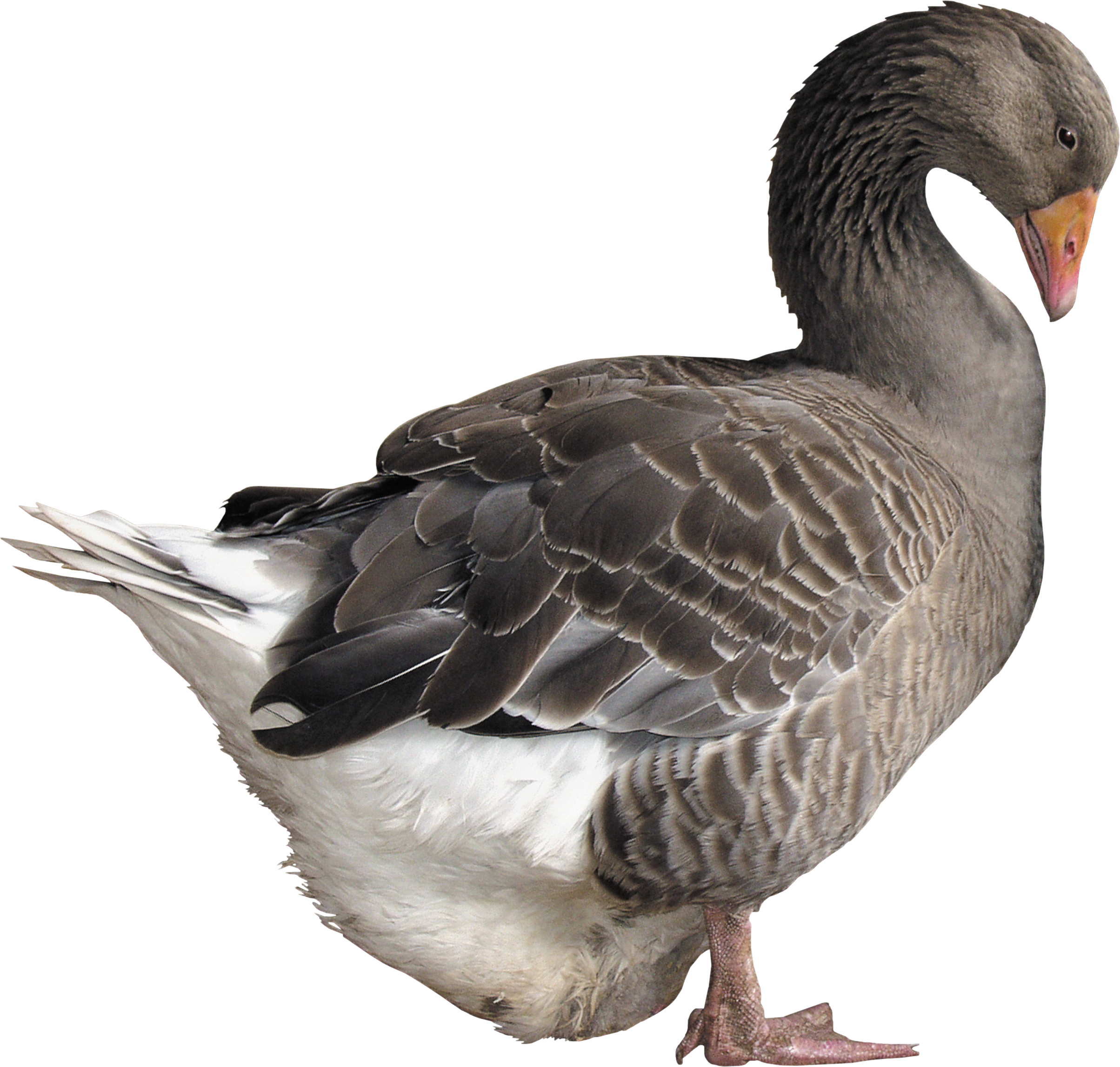 Goose Png - Goose Png (2408x2293)