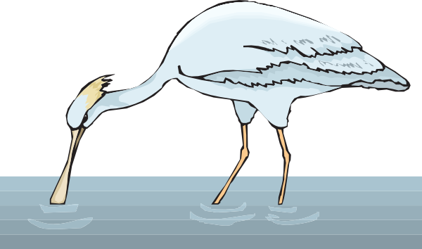 Spoonbill In Water - Colhereiro Desenho (600x354)