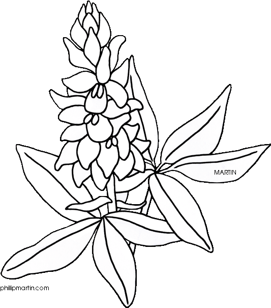 Bluebonnet Coloring Page Eassume Com Ahmed - Texas State Flower Drawing (579x648)