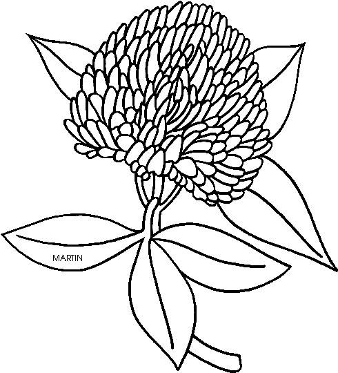 United States Clip Art By Phillip Martin, State Flower - Vermont State Flower Coloring Page (648x590)