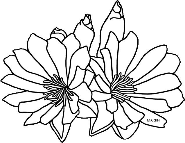 United States Clip Art By Phillip Martin, State Floral - Bitterroot Coloring Page (648x503)