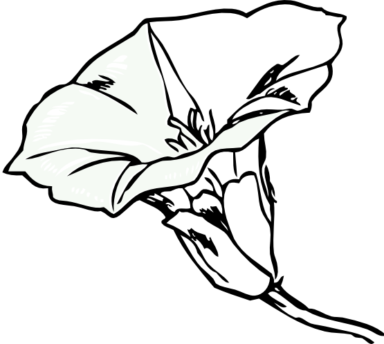 Flower Field Bindweed Clip Art - Flower Coloring Pages (555x497)