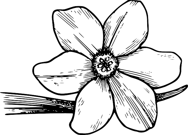 Flower, Bloom, Plant, Nature, Dogwood, Petals, Botany - Violet Flower Coloring Page (640x461)