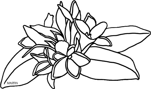 United States Clip Art By Phillip Martin - Massachusetts State Flower Drawing (648x382)