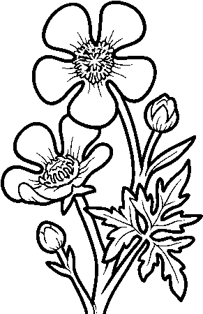 Meadow Buttercup Flower Coloring Page - Jaskier Kolorowanka (600x470)