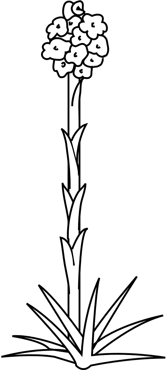 Flower Plant Nature White Flora Png Image - Steam Of Plant Outline (640x1280)