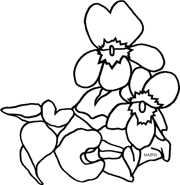 619 X 648 - New Jersey State Flower Coloring Page (619x648)