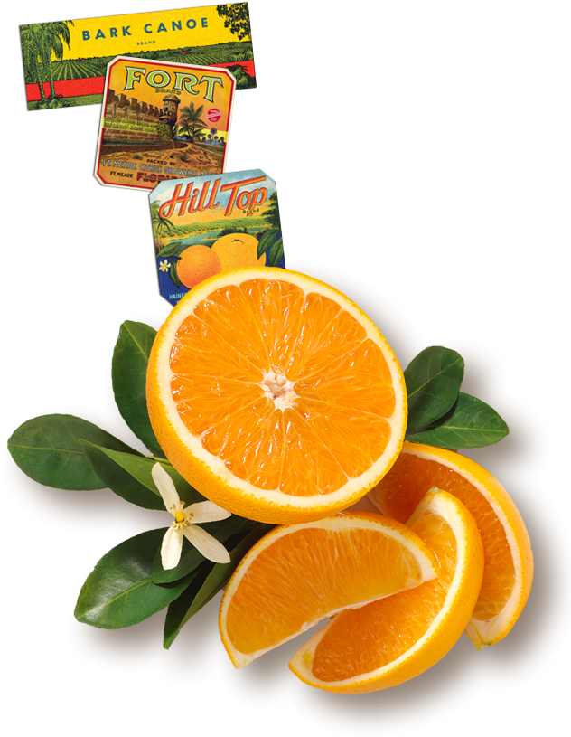 Florida's Natural Orange Juice The Best Orange Juice - Rangpur (631x1020)