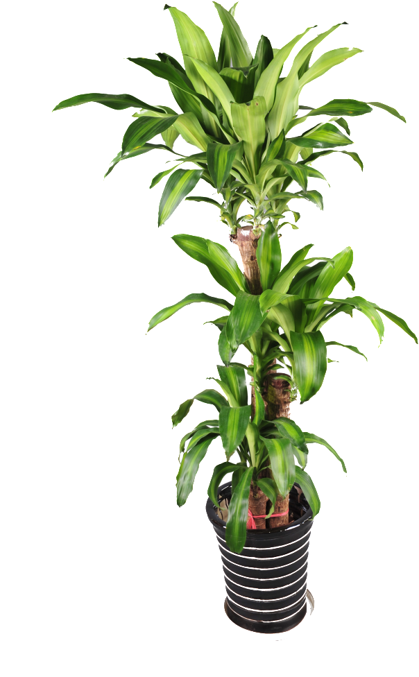 Planta De Maceta De Bonsai - Pot Plant Png (1024x1024)