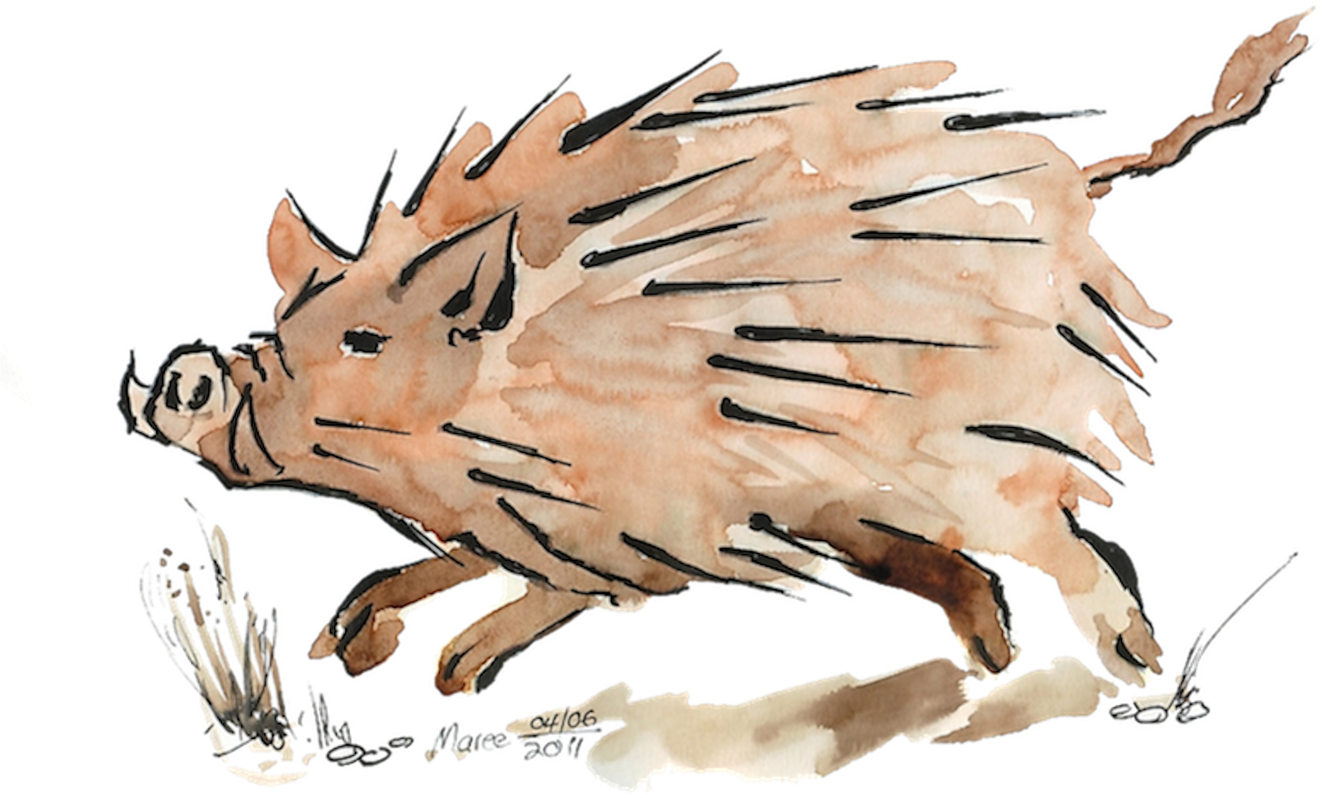 Warthog Sketch In Moleskine Folio 200gsm - Warthog (2800x1749)