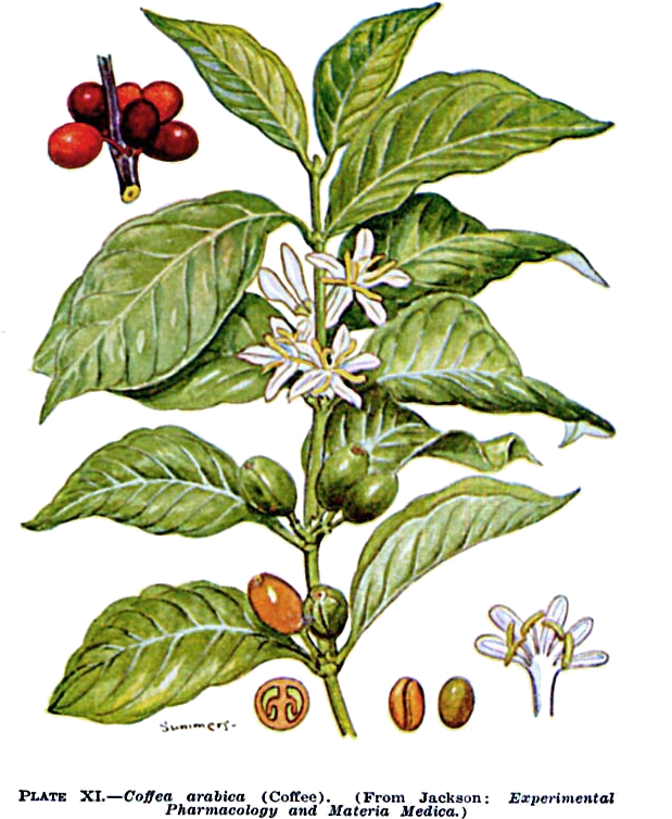 Beautiful A Los De Caf Comn Ya Que Representa El De - Planta De Cafe Arabica (664x787)