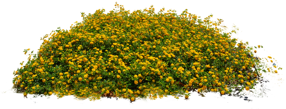 10 Plantas & Flores Libres Png Imágenes- En Dzzyn - Plants Flowers Png (640x430)
