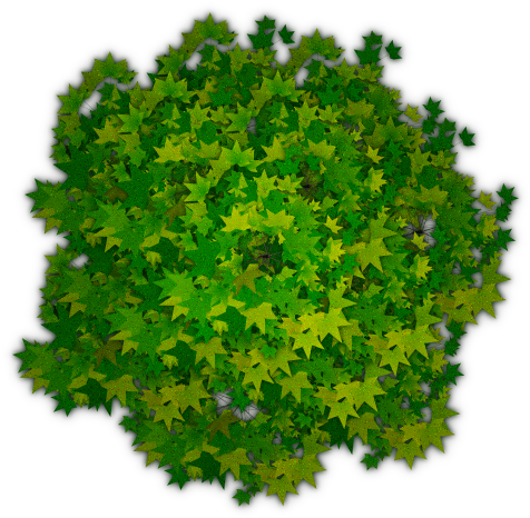Encontrado En Google En Freeiconspng - Dark Green Leafy Lettuce (500x500)