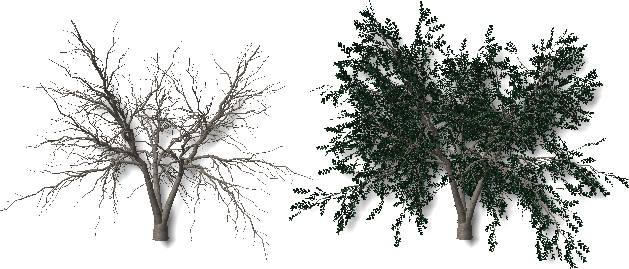 Plantas - Plants Without Leaves (629x269)