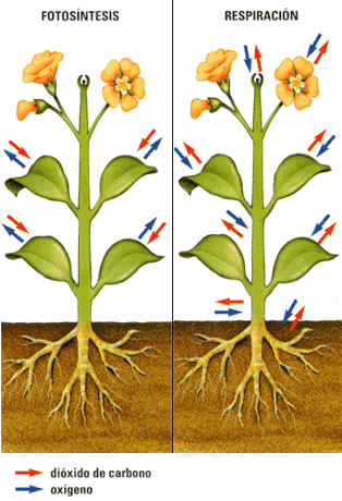 Imagen Relacionada - Respiracion De Las Flores (314x460)