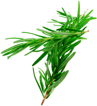 Romero Plantas Medicinales - Plantas Medicinales Romero (410x410)