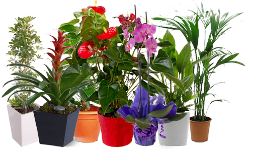 Plantas De Temporada En Vivero - Plant Nursery (580x307)