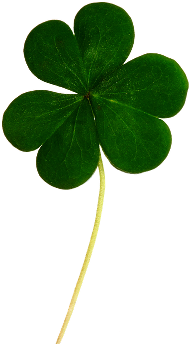 Collection Of Irish Clover - Shamrocks (558x720)