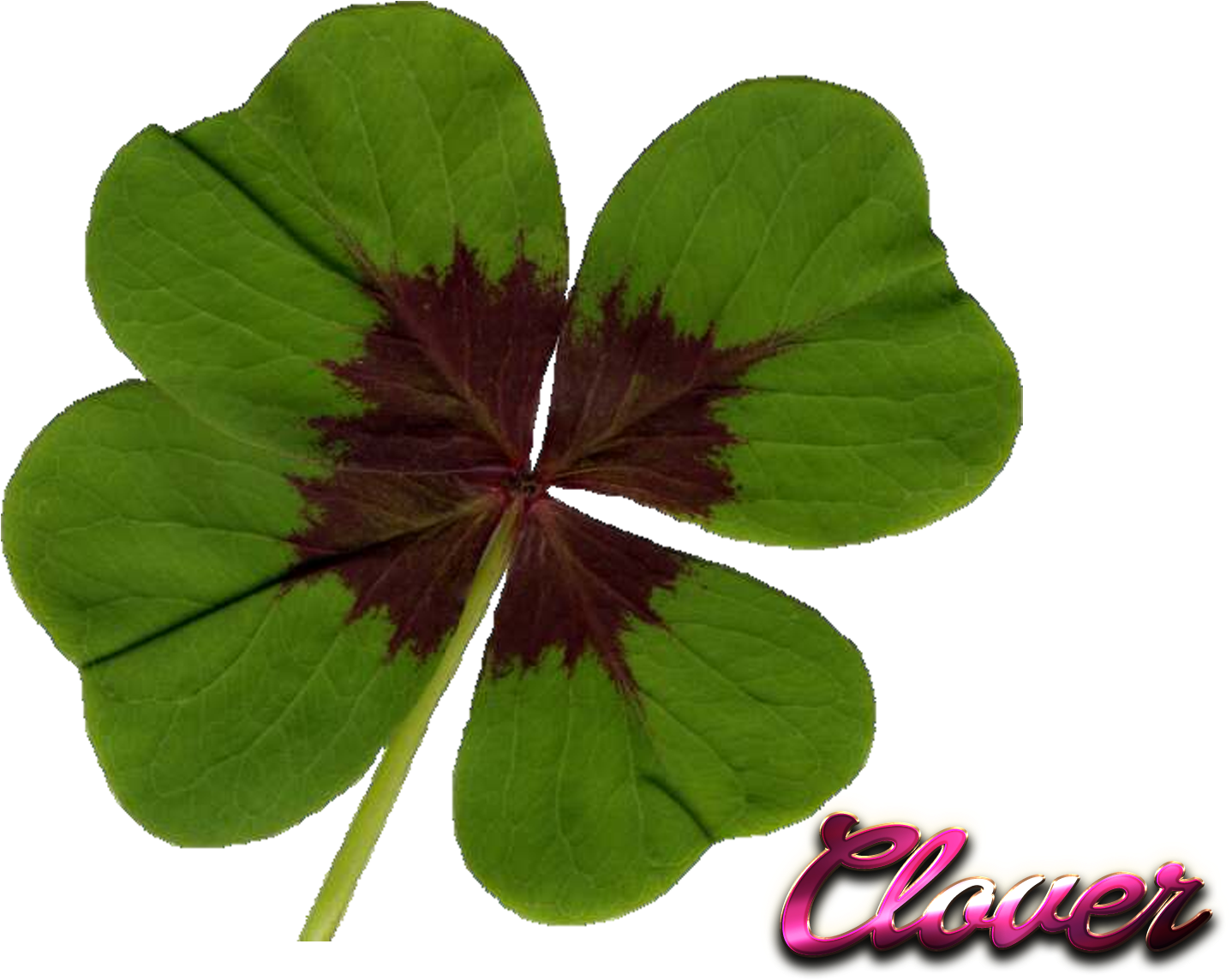 Clover Png File - Clover Png File (1920x1200)