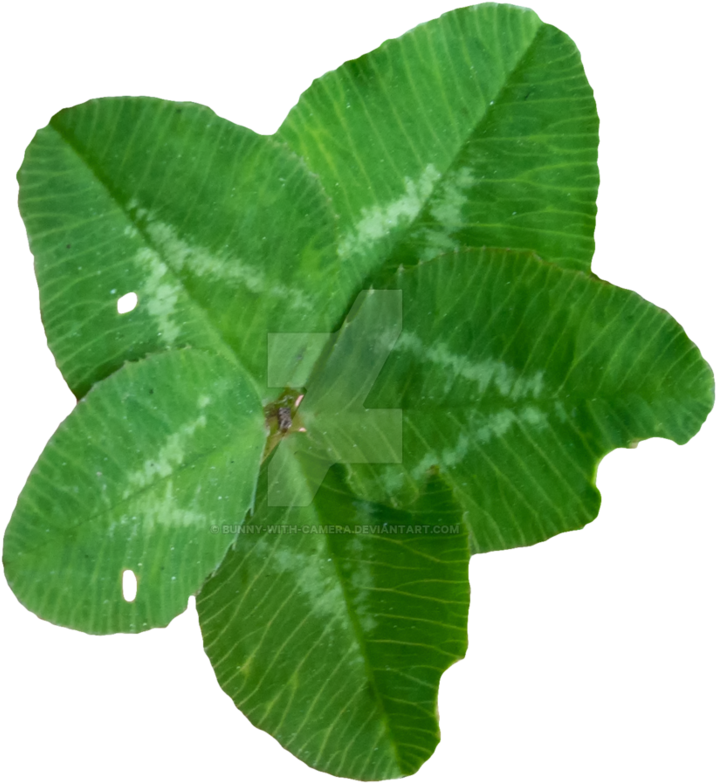 Ultra Lucky Clover Png By Bunny With Camera - Clover (894x894)