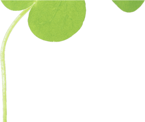 Clover Png Transparent Images - Leaf (640x480)