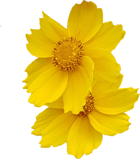 Demo Flower Photo Without Background - Gif (716x664)