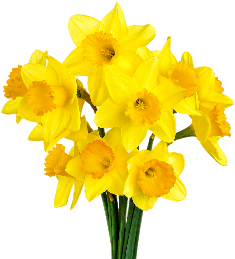 Daffodil Bunch Transparent Png - ดอกไม้ สี เหลือง Png (900x900)
