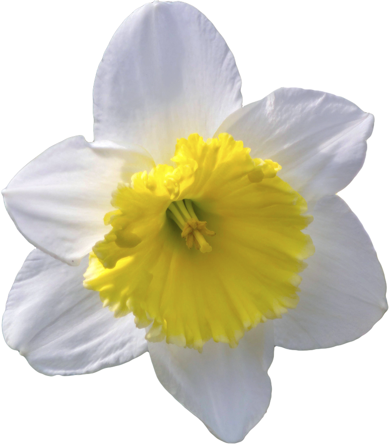 Daffodils Png Transparent Images - White Daffodil Flower Png (800x902)
