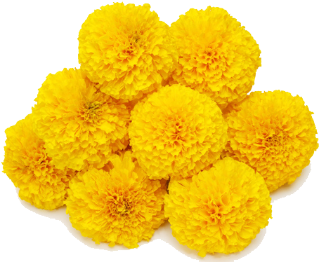 Marigold Transparent Background - Marigold (585x390)
