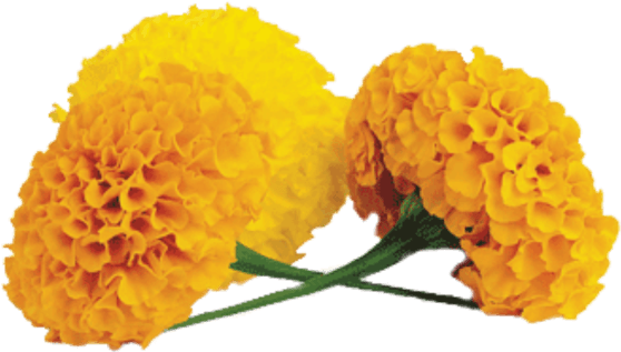 Marigold Png Images Transparent Free Download - Marigold Png (600x338)