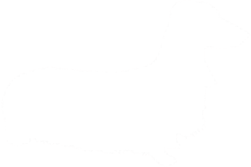 Long Haired Dachshund Breeder & Puppies For Sale In - Dachshund (500x337)