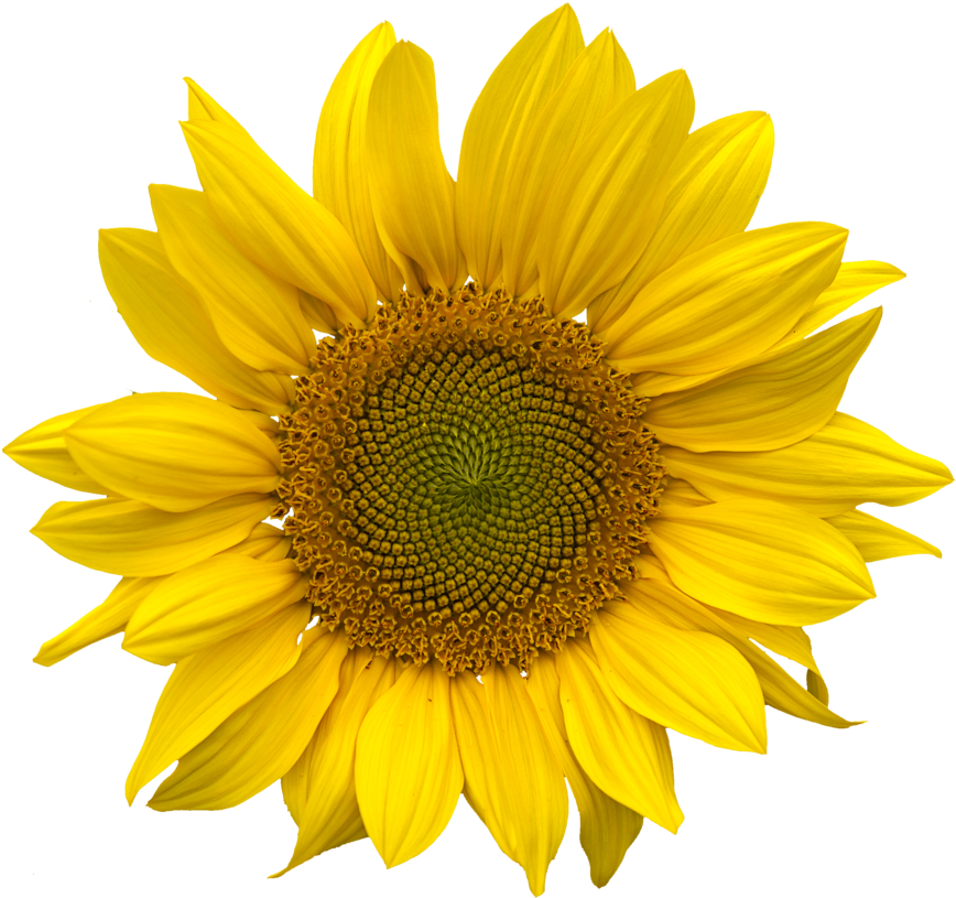 Sunflower Png (900x824)