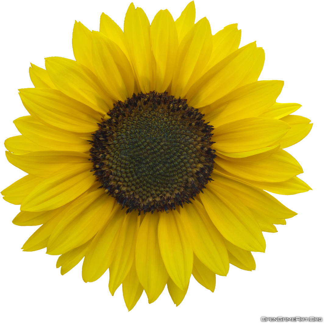 Download Sunflower Images Free Image - Sunflower Icon No Background (1130x1089)