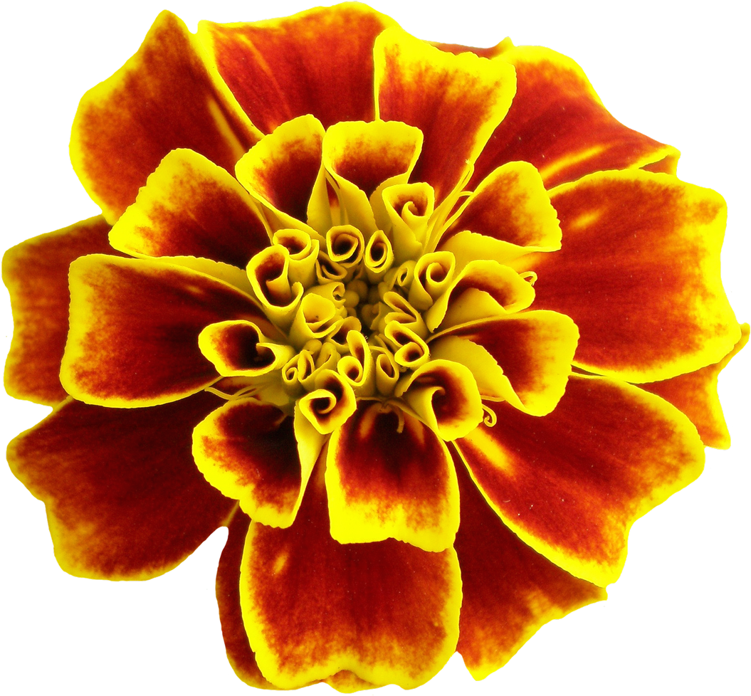 New Beautiful Flower Png (1100x1066)