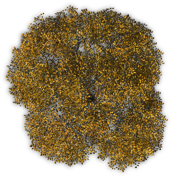 Tree Digital Media - Plants Png From Above (635x626)