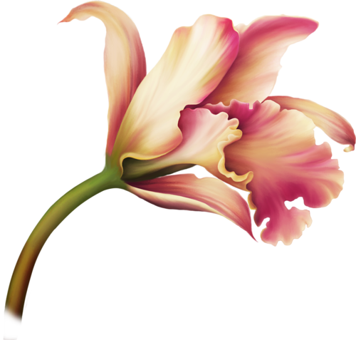 0 155a46 A613adf7 L - Clip Art (500x477)