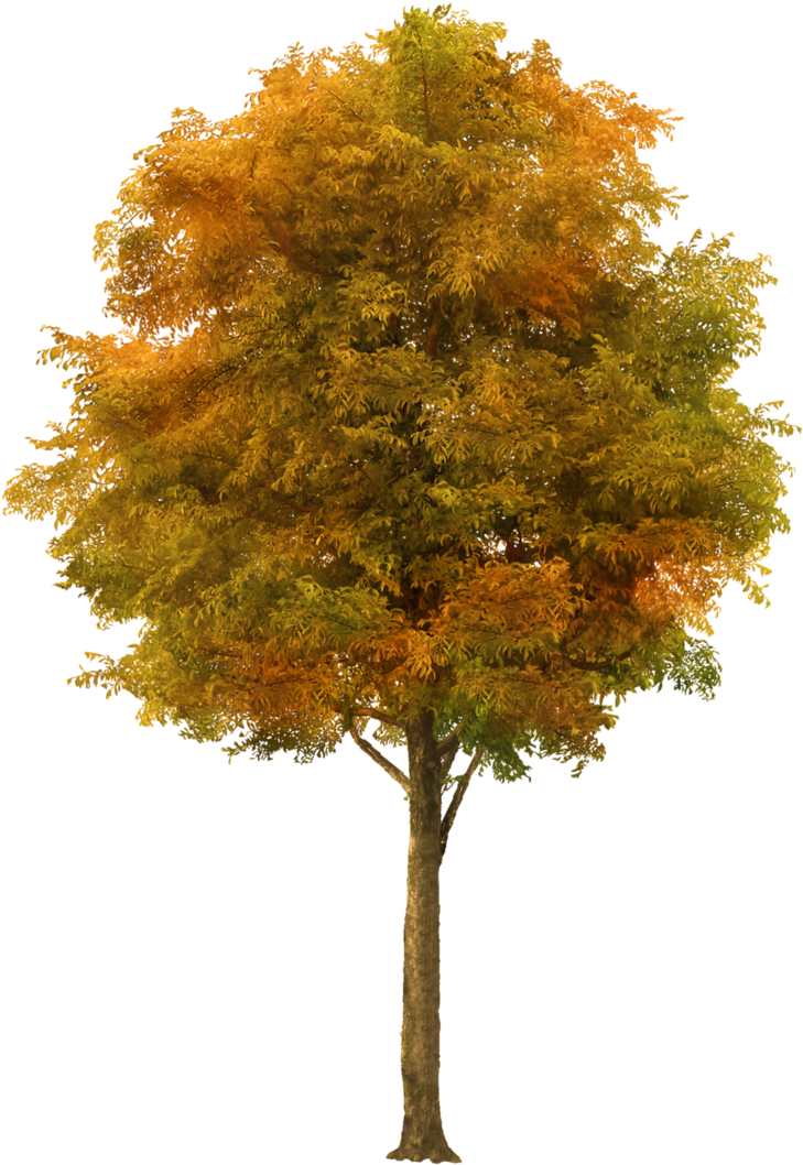 Autumn Tree By Galinav By Galinav - Навстречу Мечте За 365 Дней (750x1066)
