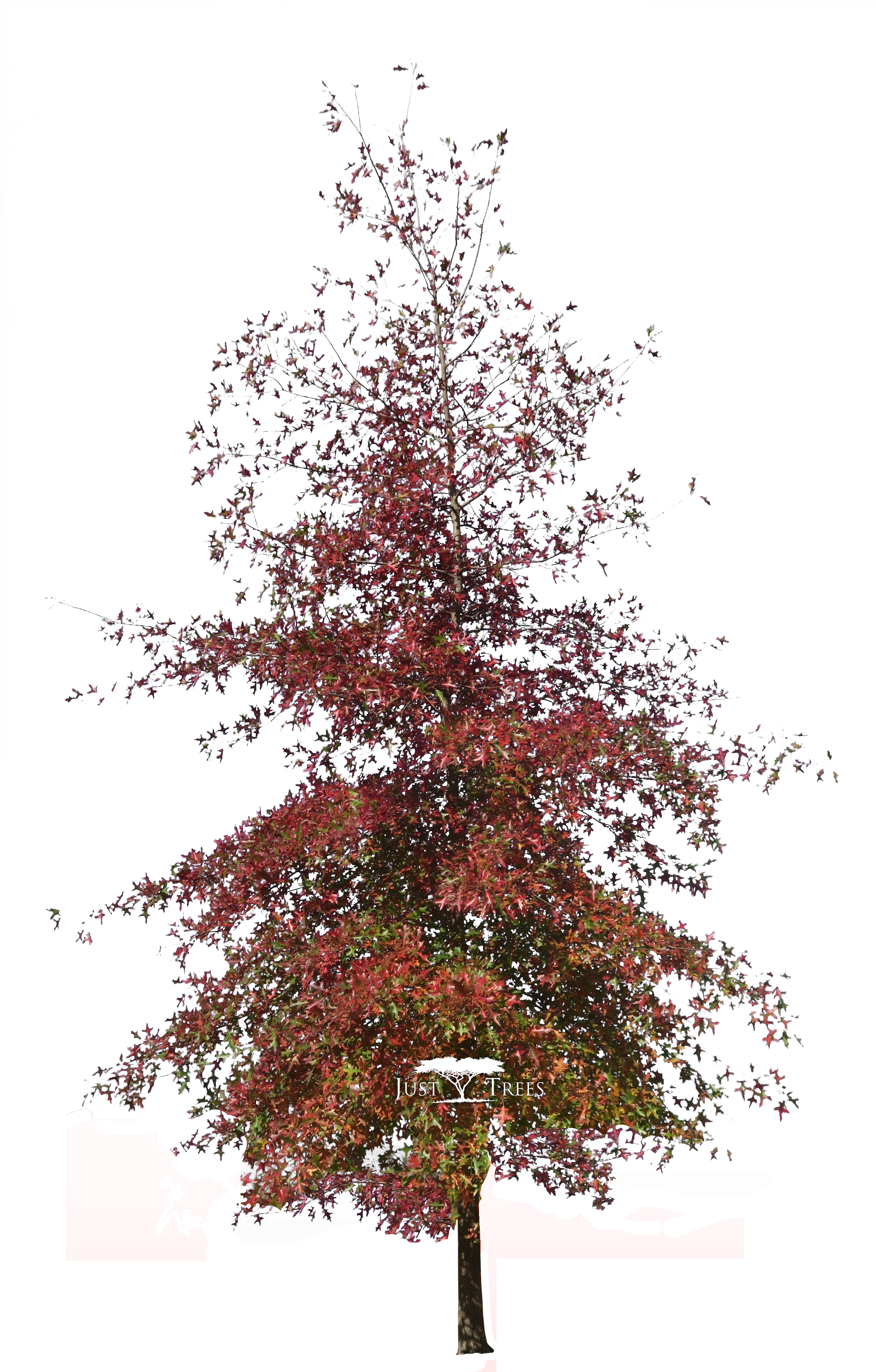 Quercus Palustris - Quercus Palustris Png (2367x3905)