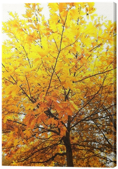 Swamp Maple (400x400)