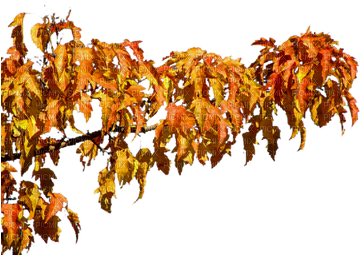 Autumn Tree Branch - Gambel Oak (400x300)