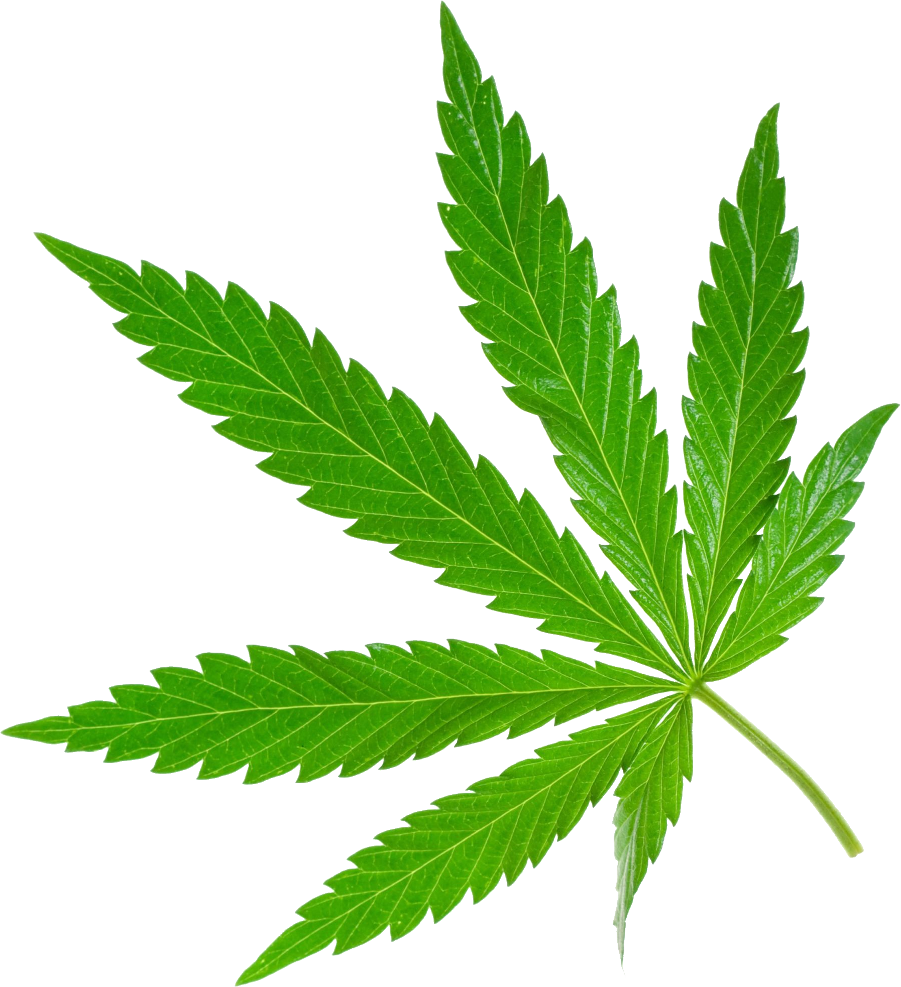 Best Free Cannabis Icon Clipart - Cannabis Png (1794x1966)