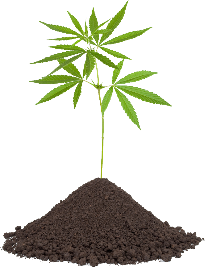 Cannabis - Certified Organic Hemp Tea Buds 30g Biopurus (664x865)