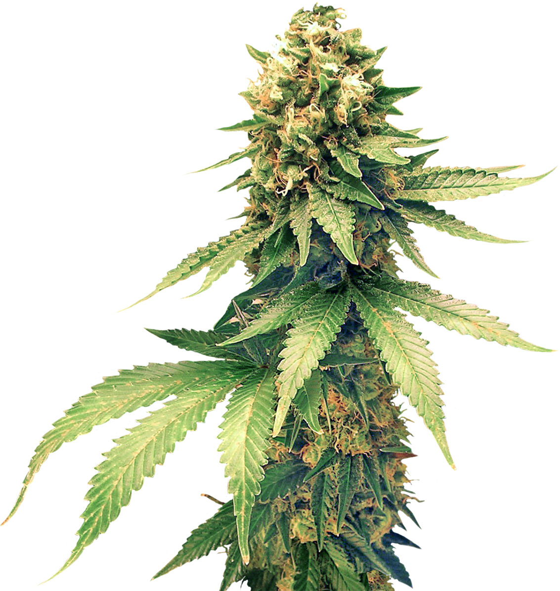 Cannabis Png Clipart - Houseplant (1200x1372)